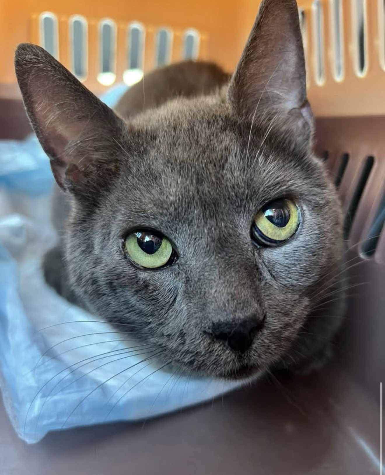 Shadow Is Safe: Waterbury’s Missing Cat Found Weeks After Devastating Fire and Reunited With Family